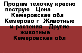 Продам телочку красно-пеструю › Цена ­ 12 000 - Кемеровская обл., Кемерово г. Животные и растения » Другие животные   . Кемеровская обл.